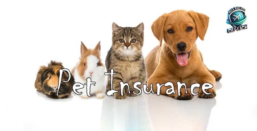 Tổng quan về bảo hiểm du lịch cho thú cưng